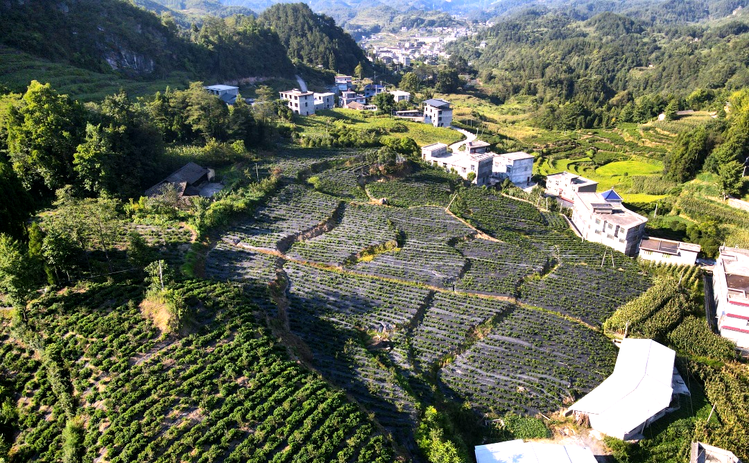 中观助力武大学子开拓新农业态,全国特等奖喜+1 中观助力武大学子开拓新农业态,全国特等奖喜+1